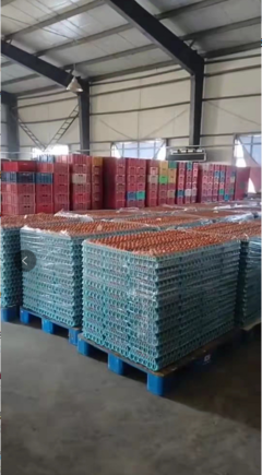 德惠市鸿德商贸 春节前后蛋价弱势分析，3月份有望回暖